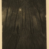 Night forest